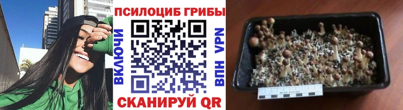 Галлюциногенные грибы мухоморы  мега как войти  Адыгейск  сколько стоит 